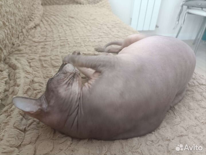 Мродоётся кашак лысый