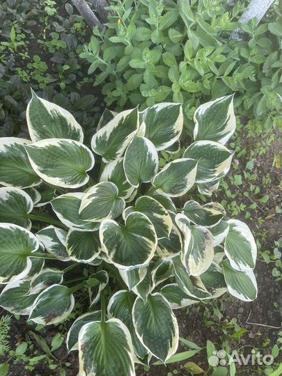 Цветы растения