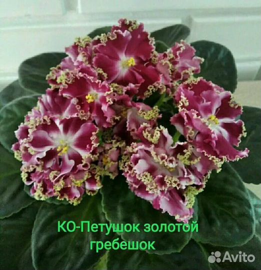 Фиалки черенки