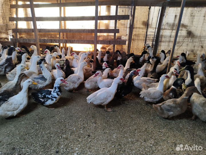 Утки, Индоутки, Кряквы, Куры, Петухи