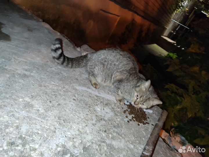 Кошка