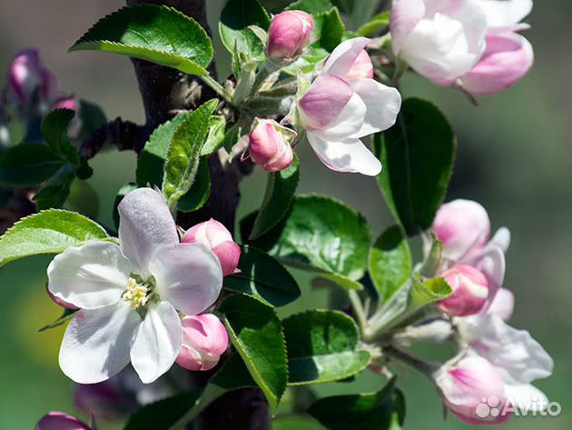 Колоновидные яблони. Саженцы