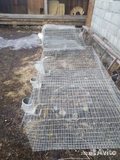 В клетках держали кроликов