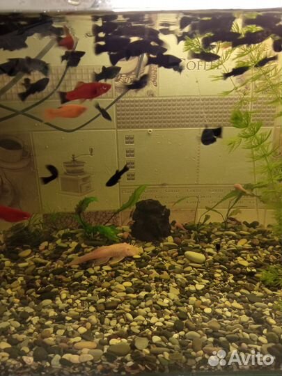 Рыбки,сомики, креветки,растения