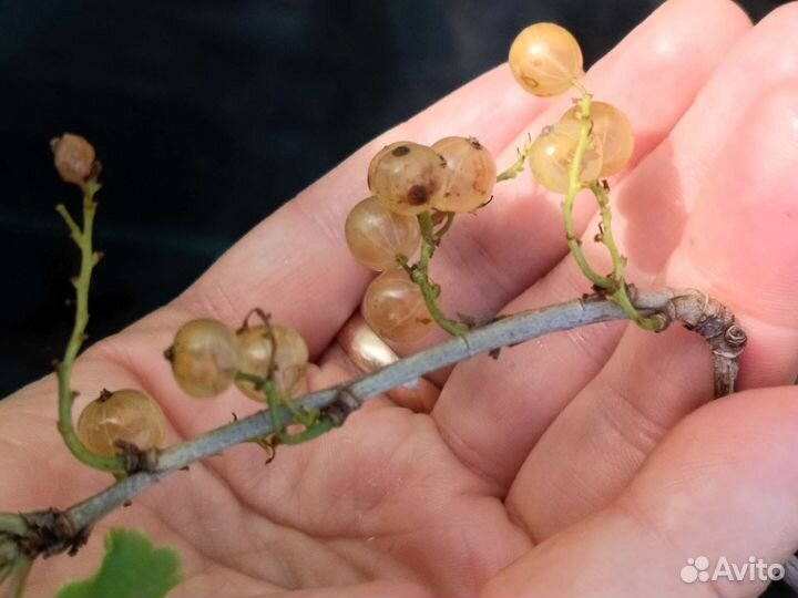 Смородина, жимолость с ягодами