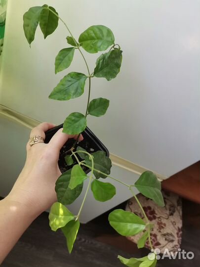 Сингониум Панда,Империал Вайт,Конфетти от 350-400