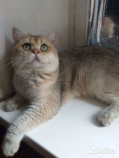 Коты на вязку(не бесплано)