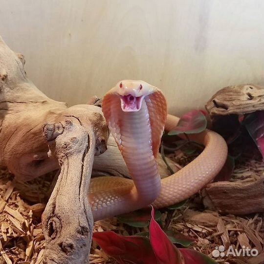 Аренда змей, рептилий