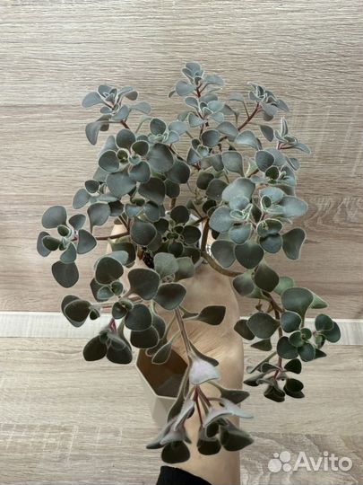 Аихризон (дерево любви)