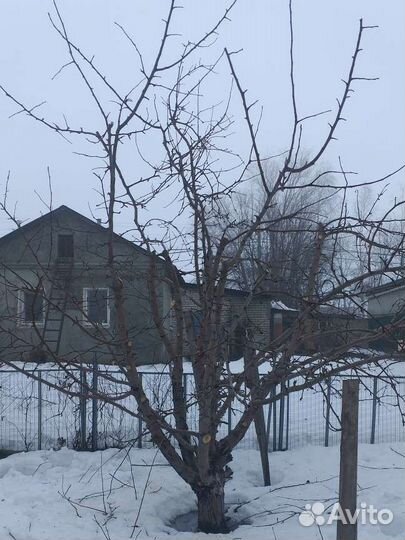 Осенняя обрезка плодовых деревьев и кустарников