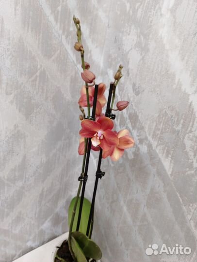 Орхидея Горизонт