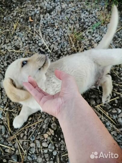 Щенок в добрые руки