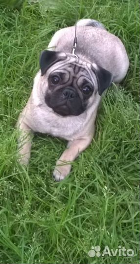 Передержка животных