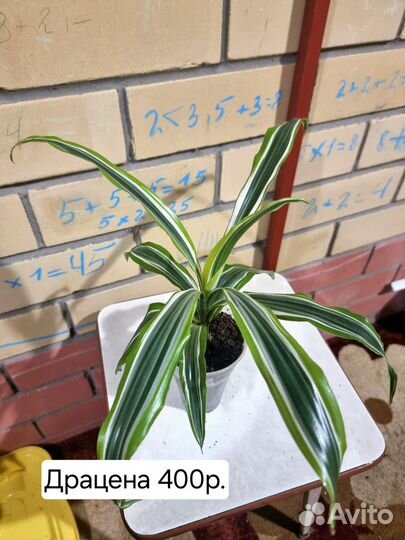 Драцена