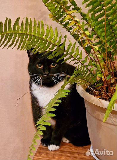 Зоогостиница 