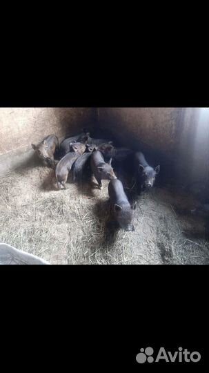 Поросята