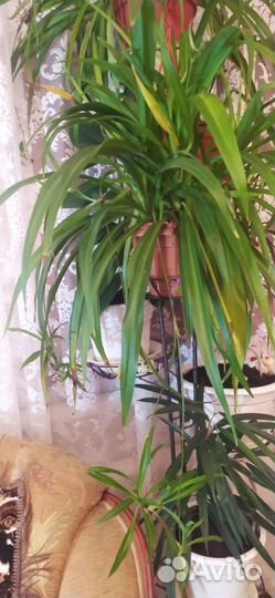 Хлорофитум