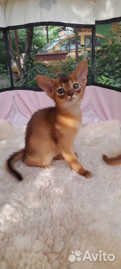 Абиссинские котята