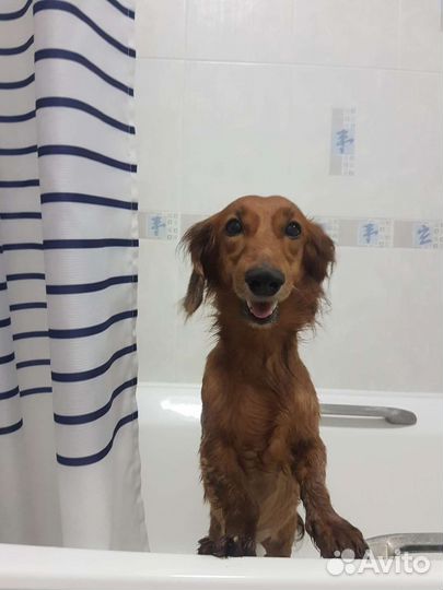 Передержка для собак, догситтер