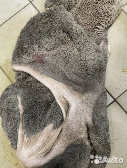 Рубец говяжий