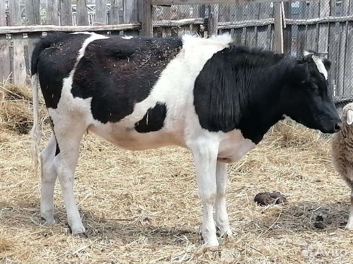 Телка 1год 7мес