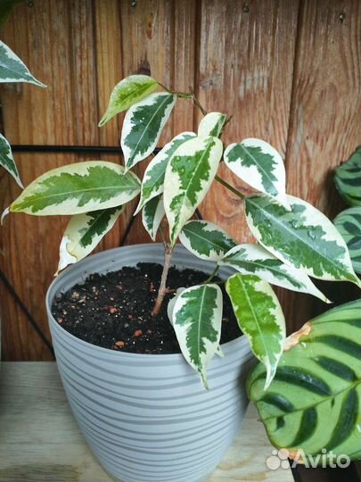 Фикусы разных сортов