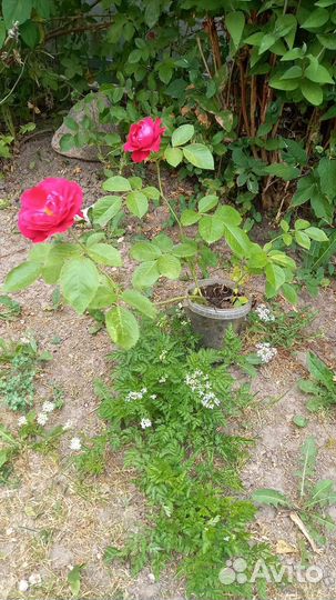 Кустовые розы саженцы