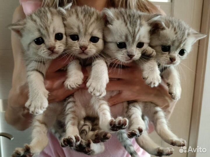 Котята Британской шиншиллы