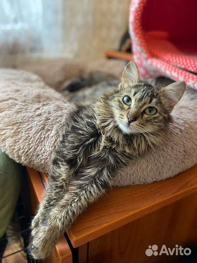Кошка в добрые руки