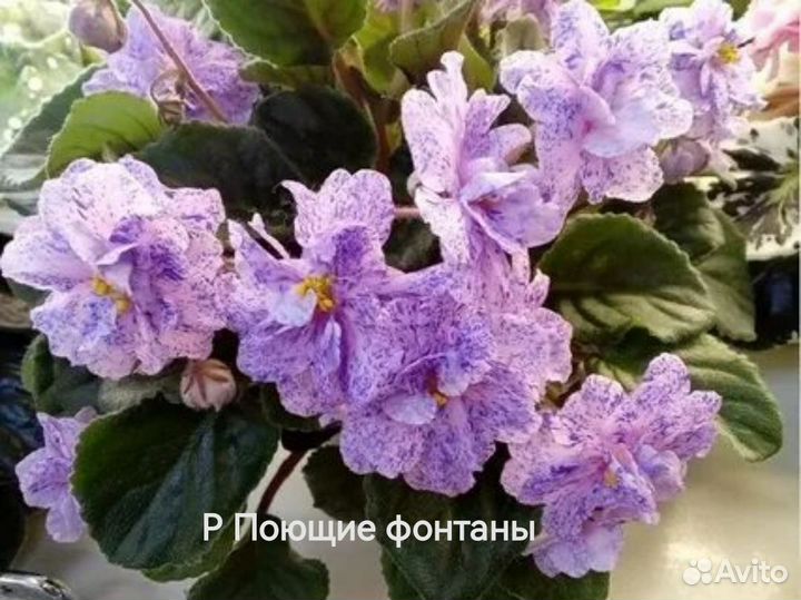 Детки фиалки