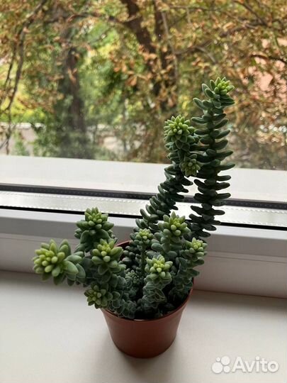 Седум буррито, суккулент