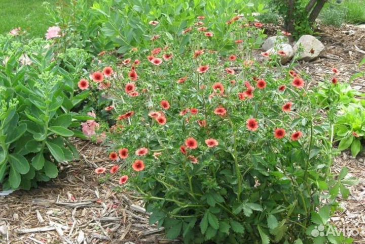 Лапчатка Непальская