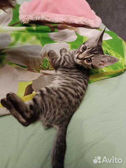 Дворянин ищет семью