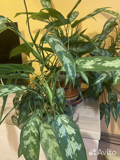 Аглаонема Мария