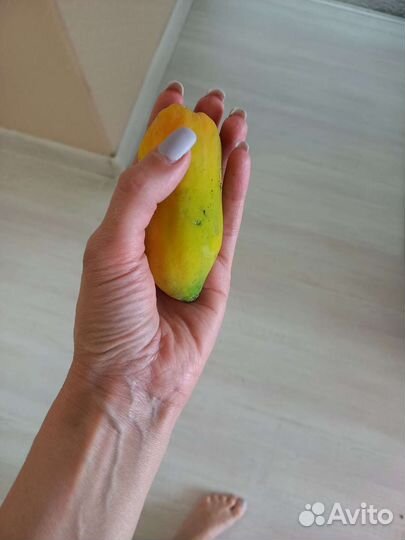 Папайя плодоносящая, экзотическое растение