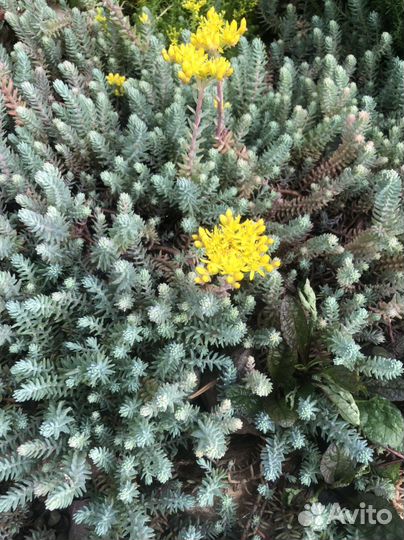 Для альпийских горок