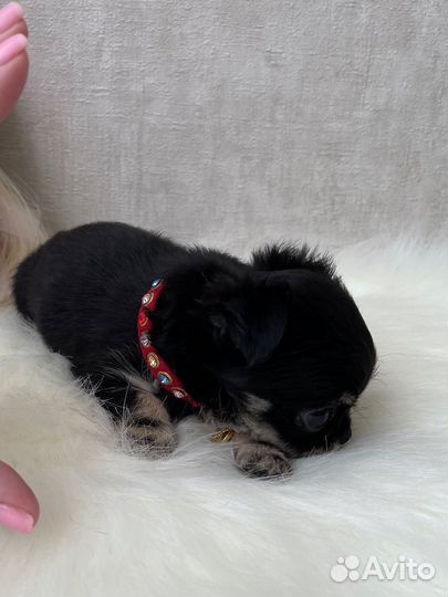 Невероятно красивая пуговка Миничка