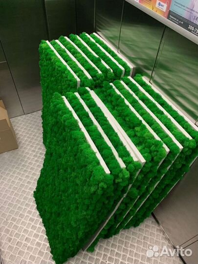 Стабилизированный мох опт розница