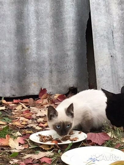 Котята в добрые руки