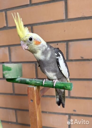 Ручной птенец Кореллы