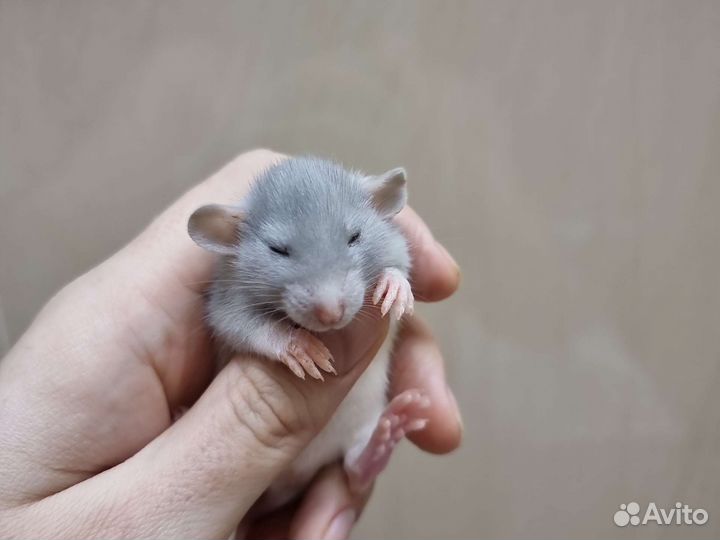 Крысята крысы дамбо хаски