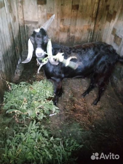 Нубийский козел