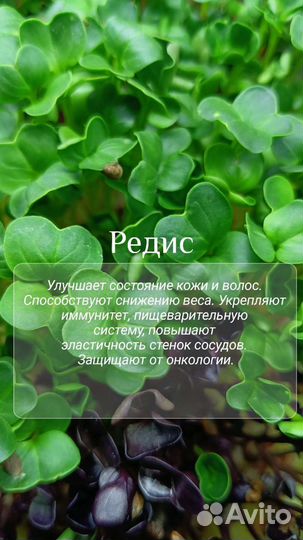 Микрозелень