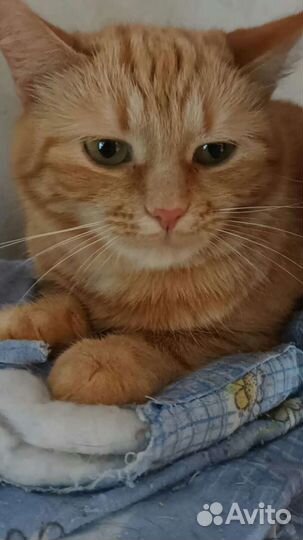 Жозефине нужна семья