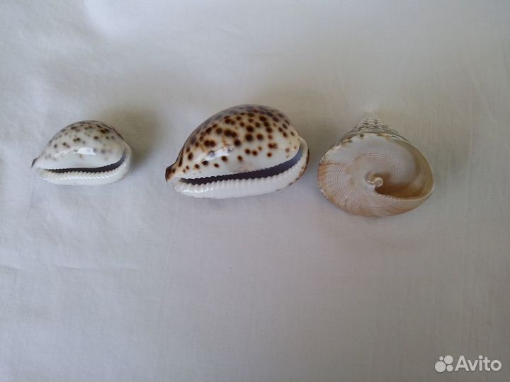 Ракушки морские набор
