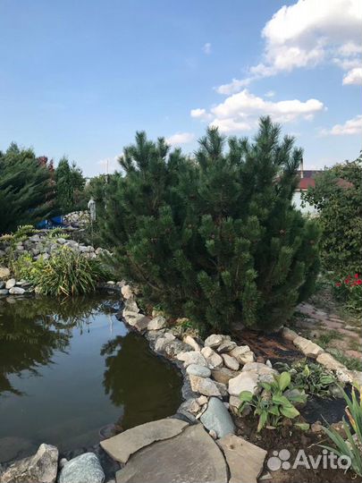 Туи и горные сосны