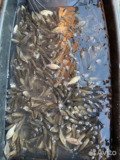 Живец карась опт