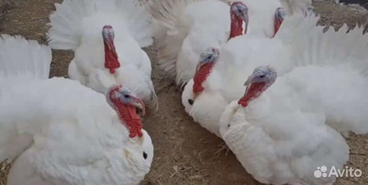 Индюки виктория