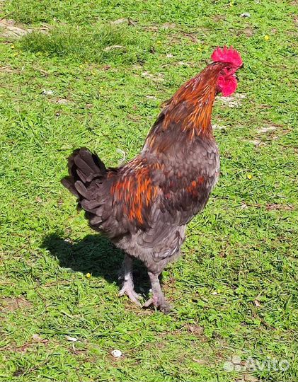 Петухи Маран