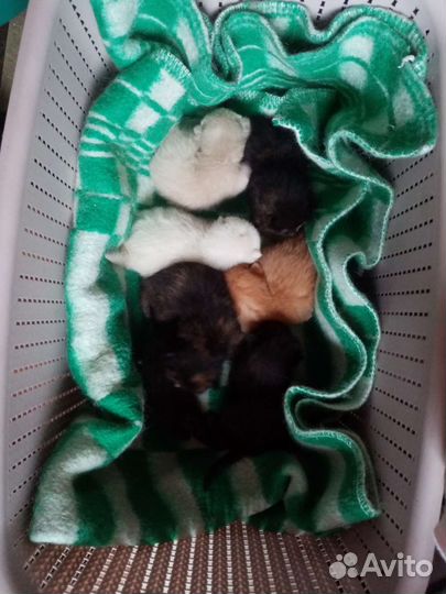 Котята в добрые руки